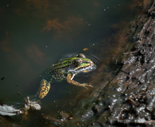 Komplex Kleiner Wasserfrosch