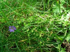 Geranium