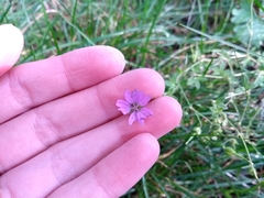Geranium
