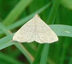 Zanclognatha pedipilalis