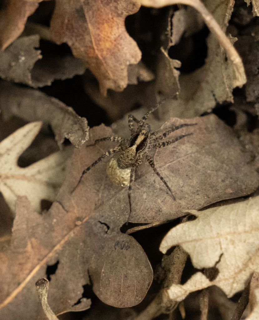 Common Forest Wolf Spider Complex