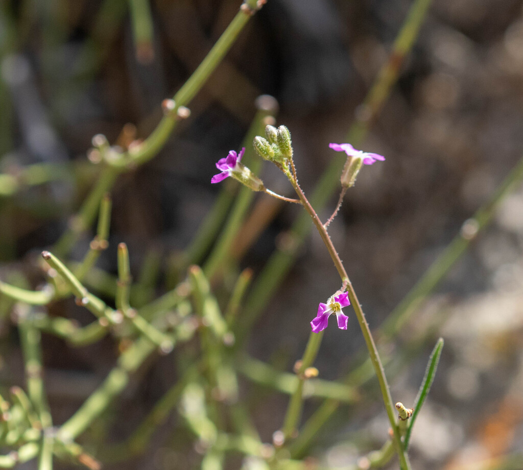 beautiful rockcress from Lone Pine, CA, USA on April 10, 2025 at 11:43 ...