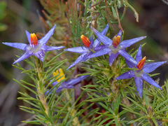 Calectasia narragara