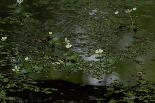 Pond Water-crowfoot