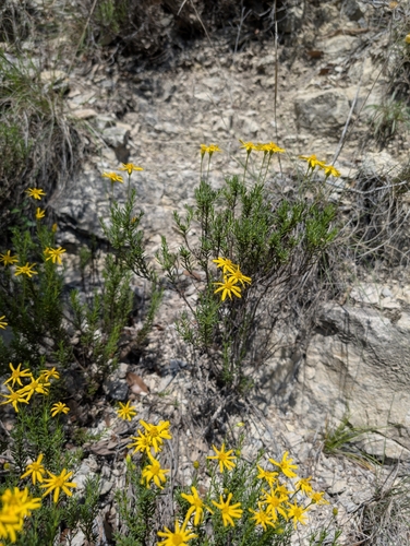 Image of Chrysactinia mexicana by (c) Jake Rehage, some rights reserved (CC BY)