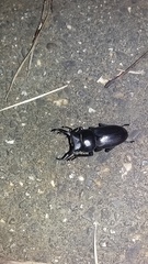 Dorcus rectus rectus