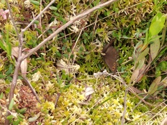 Erebia embla
