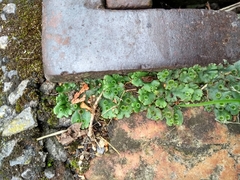 Marchantia polymorpha
