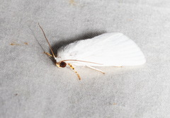 Chasmina candida