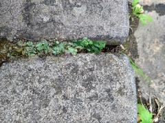 Marchantia polymorpha