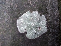 Fungi