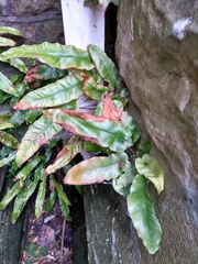 Asplenium scolopendrium