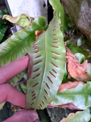 Asplenium scolopendrium