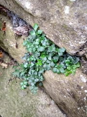 Asplenium ruta-muraria