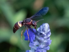 Euodynerus crypticus