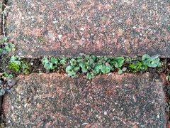 Marchantia polymorpha