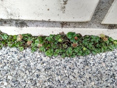 Marchantia polymorpha