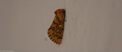 Chrysoecia dela
