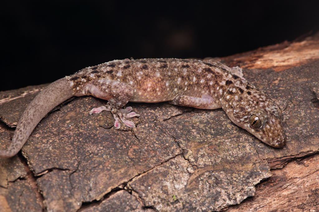 Botel Gecko from 952台灣台東縣蘭嶼鄉 on April 11, 2025 at 07:49 PM by CHUNG ...