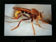 Asilus crabroniformis