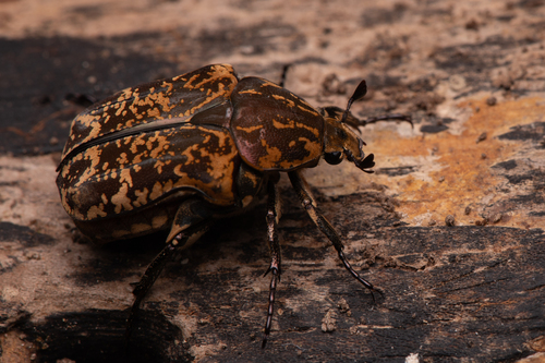 Protaetia culta