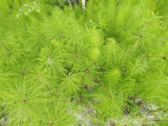 Equisetum sylvaticum