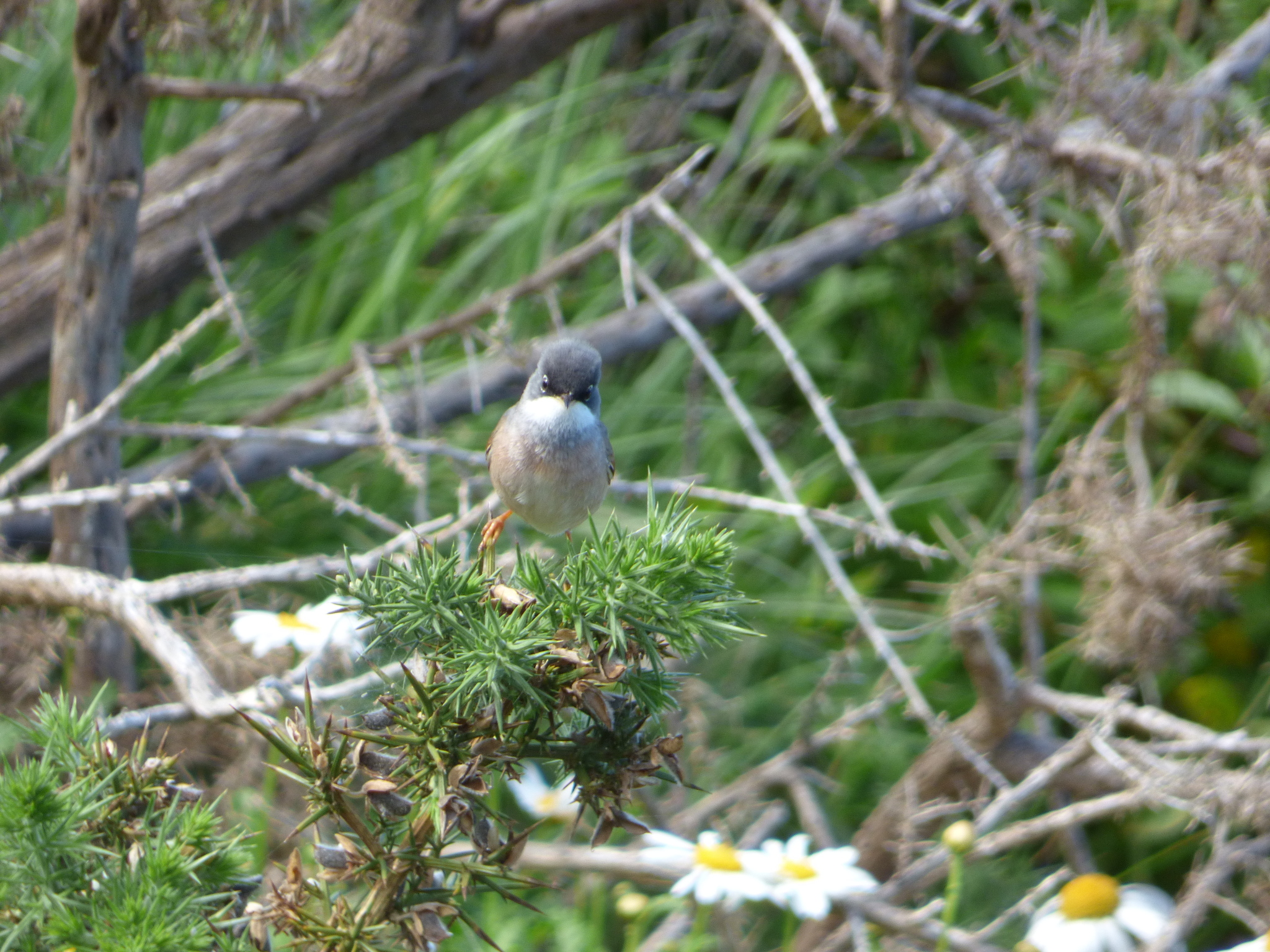 Spectacled Warbler illustration