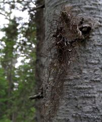 Bryocaulon pseudosatoanum