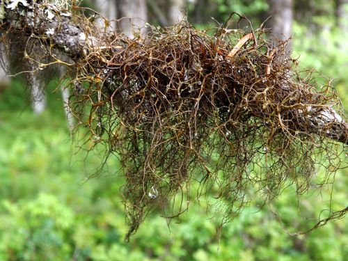 Bryocaulon pseudosatoanum