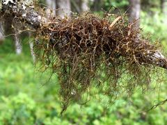 Bryocaulon pseudosatoanum
