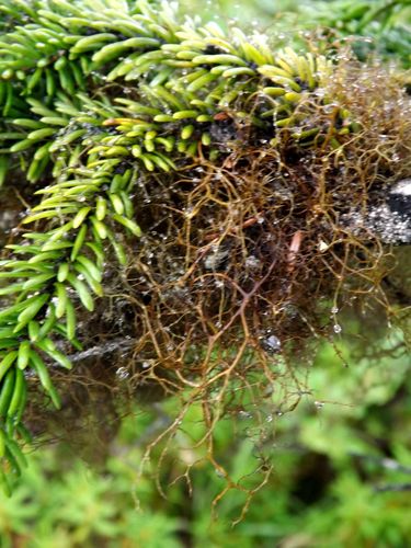 Bryocaulon pseudosatoanum