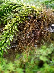 Bryocaulon pseudosatoanum