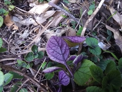 Plectranthus ciliatus