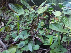 Plectranthus ciliatus