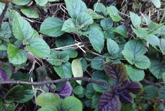 Plectranthus ciliatus