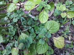 Plectranthus ciliatus