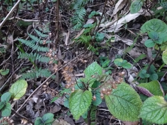 Plectranthus ciliatus
