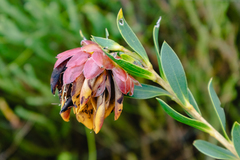 Liparia splendens comantha