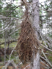 Bryocaulon pseudosatoanum