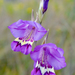 Gladiolus rogersii - Photo (c) Gareth Williams,  זכויות יוצרים חלקיות (CC BY-NC-SA)