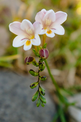 Freesia sparrmanii