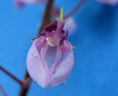 Desmodium axillare
