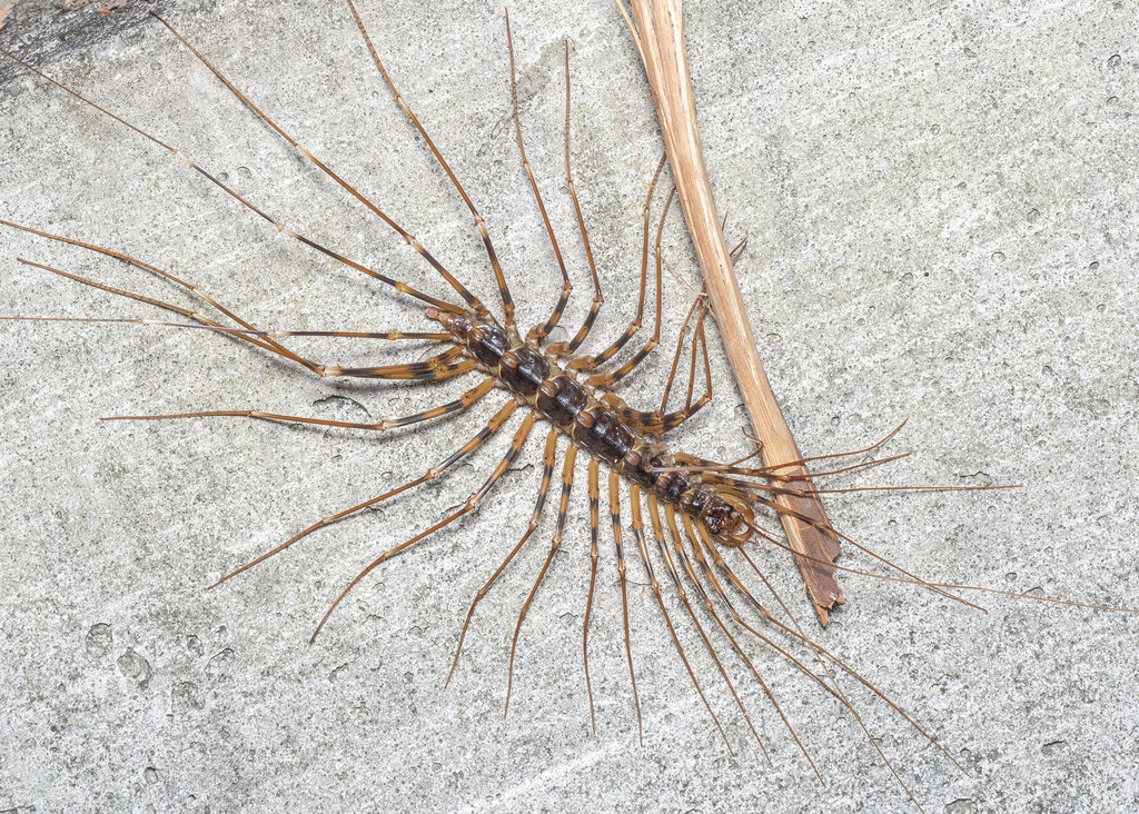 Long-legged Centipede from Bukit Kiara, Kuala Lumpur, Malaysia on March ...