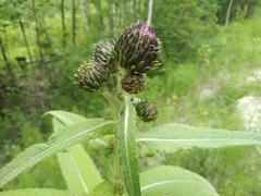 Cirsium helenioides