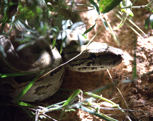 Southern African Python