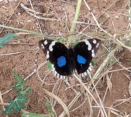 Blue-spot Pansy