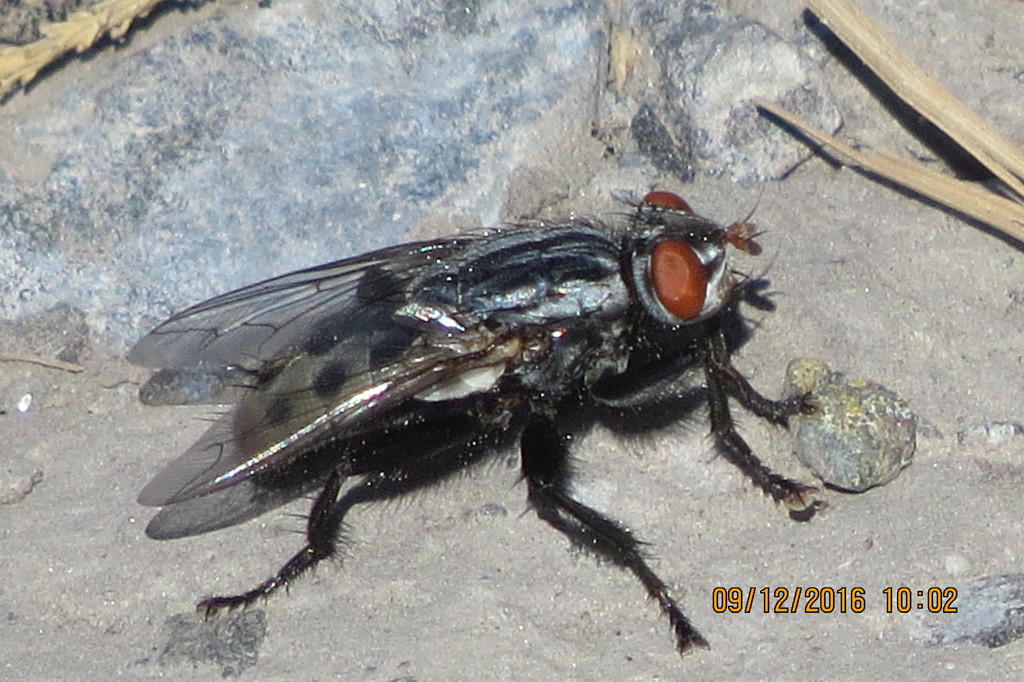 myiasis fly