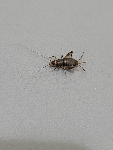 Canarian Tiny Cricket