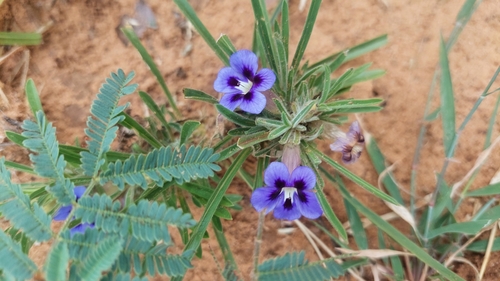 Bushveld Carpet Flower