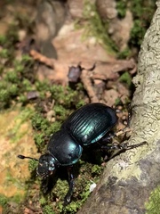 Phelotrupes auratus